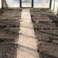 How to prepare the soil in a greenhouse for tomatoes in spring