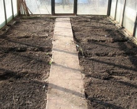 Hur man förbereder jorden i ett växthus för tomater på våren
