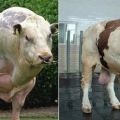 El peso máximo del toro más grande del mundo y las razas más grandes.