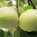 A Jung almafa (Hófehérke) fajtájának jellemzői és leírása, kertészek áttekintése