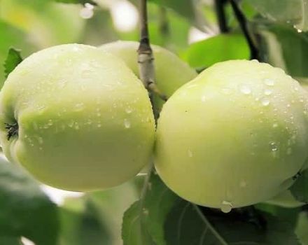 Eigenschaften und Beschreibung der Yung Apfelbaumsorte (Schneewittchen), Gärtner Bewertungen