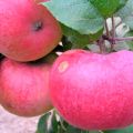 Opis, vlastnosti a odrody jabloní Arkad, pravidlá pestovania a starostlivosti