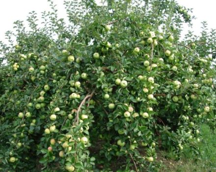 I hvilke regioner er det bedre at dyrke et busk æbletræ af sorten Crumb, beskrivelse og anmeldelser af gartnere