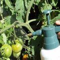 The better to process tomatoes from powdery mildew