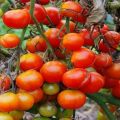 Descrizione della varietà di pomodoro La mia gioia, caratteristiche di coltivazione e cura