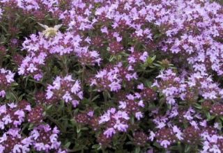 Description of the Medoc thyme variety, cultivation features and care