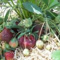 Beskrivelse og karakteristika for jordbærsort Fyrværkeri, dyrkning og pleje