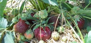 Opis i karakteristike sorte jagoda Vatromet, uzgoj i njega