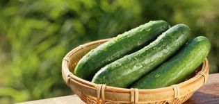 Description of the Atlet cucumber variety, features of cultivation and care