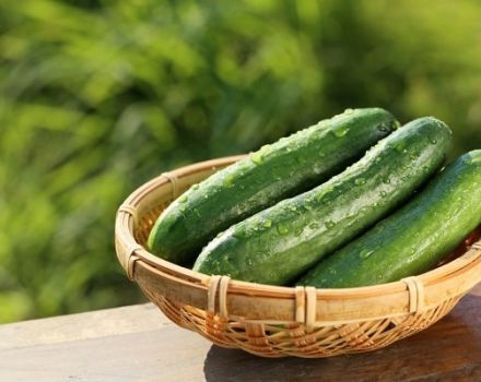 Description of the Atlet cucumber variety, features of cultivation and care