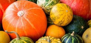 Description of varieties of ornamental pumpkin, its cultivation and use