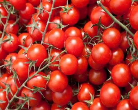 Beskrivning av Round Dance-sortens tomat, dess egenskaper och odling