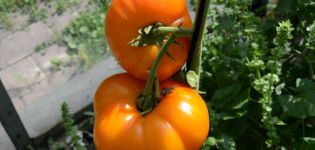 Caractéristiques et description de la variété de tomate éléphant orange, son rendement