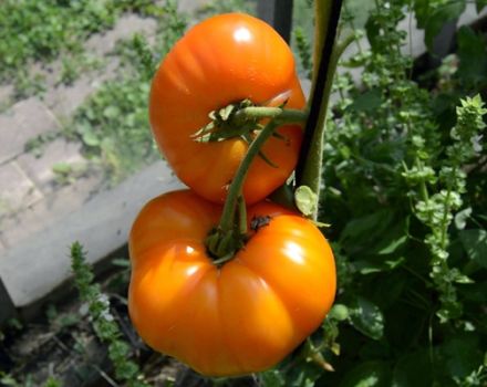 Egenskaper och beskrivning av Orange Elephant-tomatsorten, dess utbyte