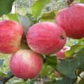 Kuriems regionams buvo sukurta Alenushkino obuolių veislė, aprašymas ir savybės