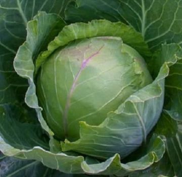 Description, planting and care of the cabbage variety Slava in the open field