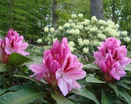 Kodėl rododendro lapai pagelsta ir ką daryti gydymui