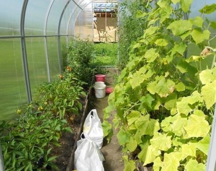 Är det möjligt att plantera paprika och gurkor i samma växthus