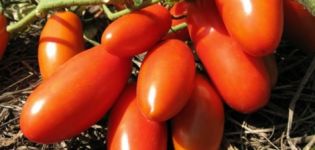 Egenskaper och beskrivning av Gulliver-tomatsorten, dess utbyte