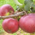 Beskrivning av Babushkino äpplesorten, fruktens egenskaper och resistens mot sjukdomar