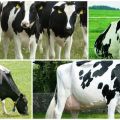 História a popis holandského plemena kráv, jeho vlastnosti a obsah