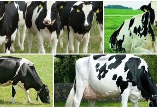 Geschiedenis en beschrijving van het Nederlandse koeienras, hun kenmerken en inhoud