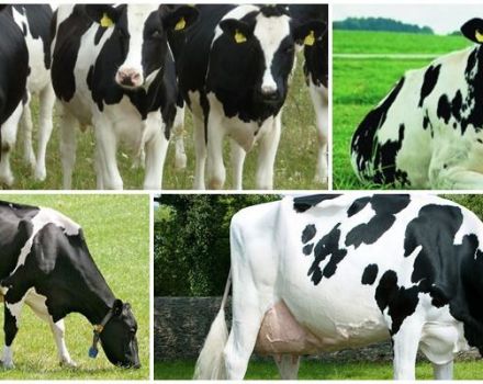 Histoire et description de la race de vaches néerlandaise, ses caractéristiques et son contenu