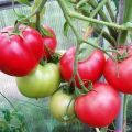 Prehľad najlepších skorých odrôd paradajok pre skleníky s názvami