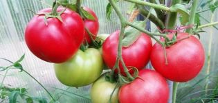 Genomgång av de bästa tidiga sorters tomater för växthus med namn