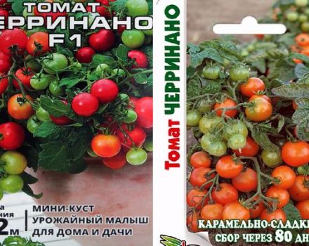 Opis odrody paradajky Cerrinano a jej kultivačných metód