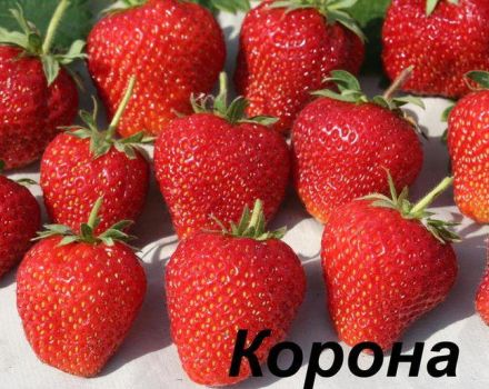 Beskrivelse og karakteristika for jordbærsorten Krone, dyrkning og pleje