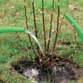 How and when is it better to transplant a currant bush to a new place