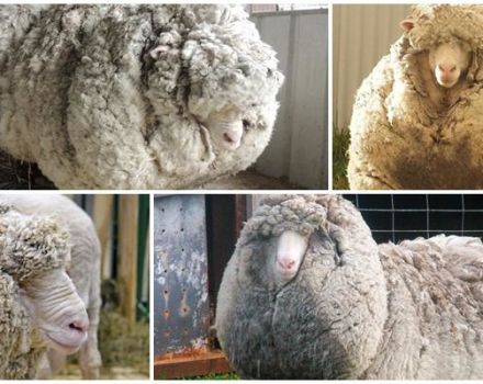 Merino avių charakteristikos ir kas jas veisė, kas yra žinoma ir veisiama