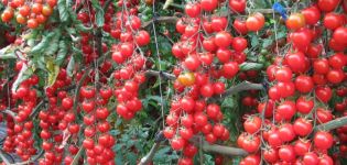 Charakteristika a opis odrody cherry paradajok Cherry red, jej výnos