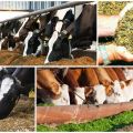 Výhody siláže pre kravy a ako to urobiť priamo doma, pri skladovaní