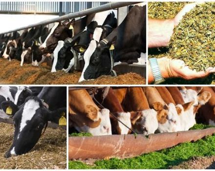 De voordelen van kuilvoer voor koeien en hoe u het thuis kunt doen, opslag