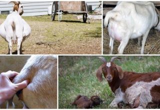 Raisons et que faire si la chèvre ne peut pas accoucher d'elle-même et prévention