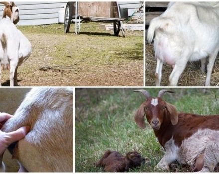 Dôvody a čo robiť, ak kozy nemôžu rodiť a predchádzať im