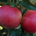 Description de la variété de pomme Memory to the Warrior, caractéristiques des fruits et résistance aux maladies