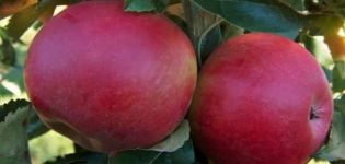 Description de la variété de pomme Memory to the Warrior, caractéristiques des fruits et résistance aux maladies