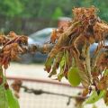 Kaip gydyti vyšnias nuo kenkėjų pavasarį ir rudenį, kontrolės ir apsaugos metodus