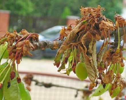 Ako zaobchádzať s čerešňami a škodcami na jar a na jeseň, metódy kontroly a ochrany