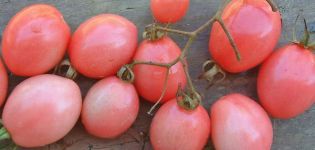 Description of the Tais tomato variety and its characteristics