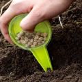 Как и кога правилно да засадите грах със семена в открита земя