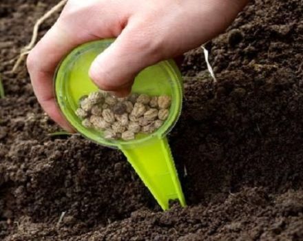 Com i quan plantar adequadament els pèsols amb llavors en terra oberta