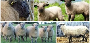 Hampshire koyunlarının tanımı ve özellikleri, bakım kuralları