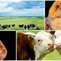 Αιτίες και συμπτώματα της δυσλειτουργίας των ωοθηκών σε αγελάδες, θεραπευτικό σχήμα