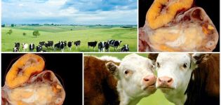 Orsaker och symtom på hypofunktion av äggstockarna hos kor, behandlingsschema