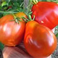 Pomidorų veislės japonų triufelis, jo veislės ir derlius charakteristikos ir aprašymas