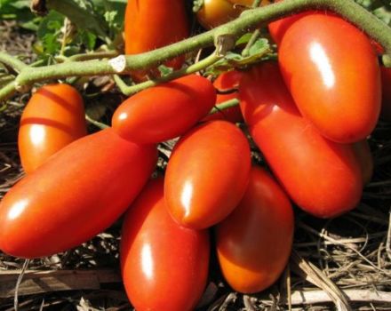 Beskrivning av tomatsorten Winner och dess egenskaper